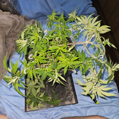Clone 2 growlog timeline photo