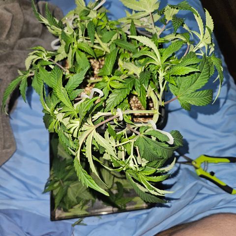 Clone 1  growlog timeline photo