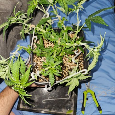 Widonesia  growlog timeline photo