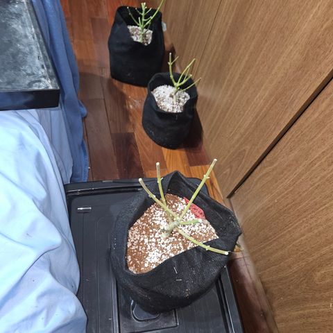 Zkittlez 2  growlog timeline photo