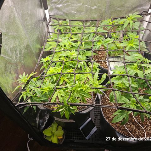 Clone 2 growlog timeline photo