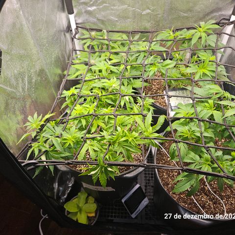 Clone 2 growlog timeline photo