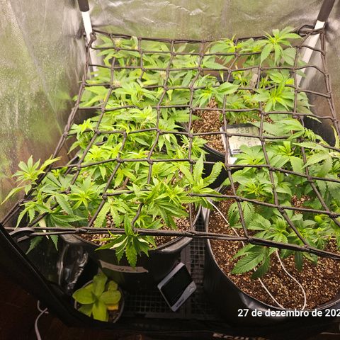Clone 2 growlog timeline photo
