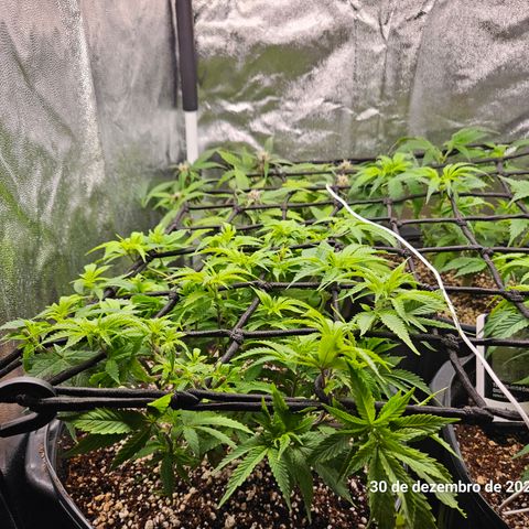 Clone 2 growlog photo: Ver podas top como ficaram