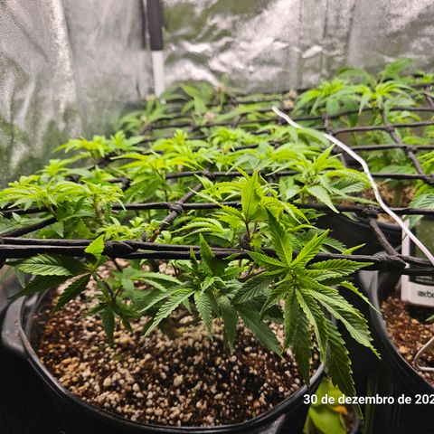 Clone 2 growlog photo: Ver podas top como ficaram