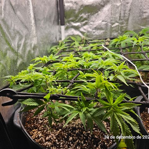 Clone 2 growlog photo: Ver podas top como ficaram