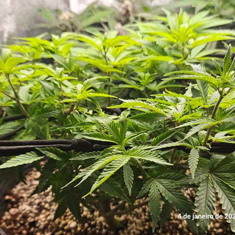 Clone 2 growlog timeline photo