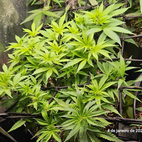 Clone 2 growlog timeline photo