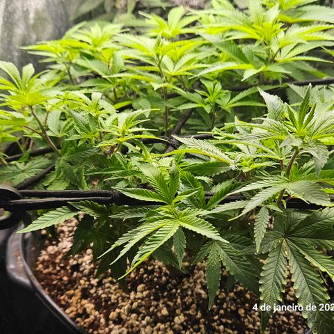 Clone 2 growlog timeline photo