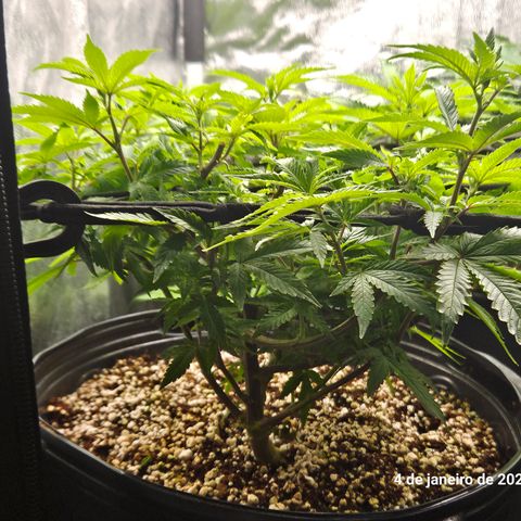 Clone 2 growlog timeline photo