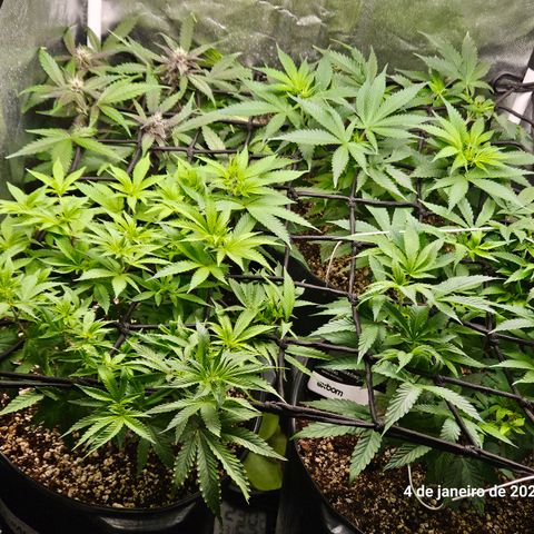 Clone 2 growlog timeline photo