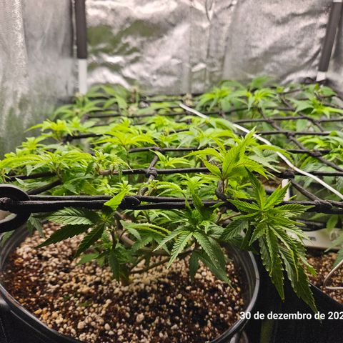 Clone 2 growlog photo: Ver podas top como ficaram