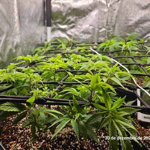 Clone 2 growlog photo: Ver podas top como ficaram