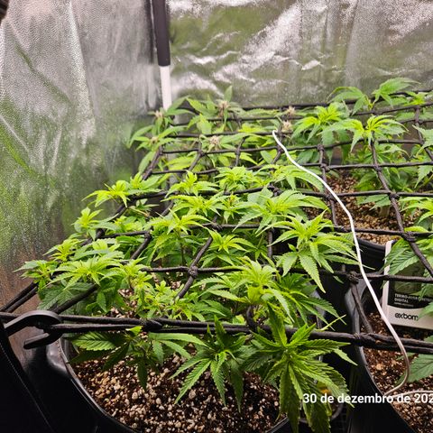 Clone 2 growlog photo: Ver podas top como ficaram