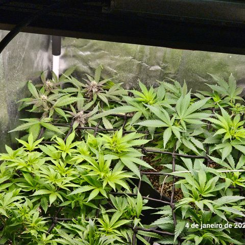 Clone 2 growlog timeline photo