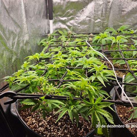 Clone 2 growlog photo: Ver podas top como ficaram