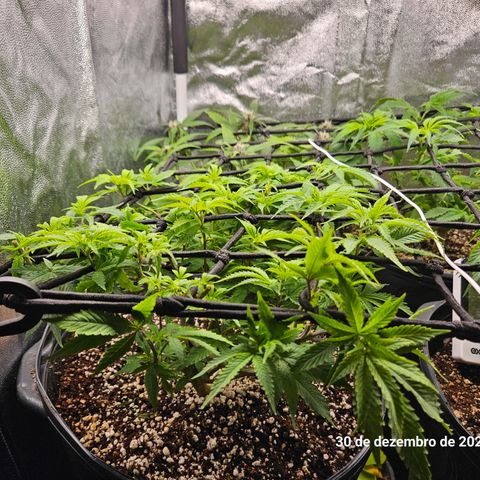 Clone 2 growlog photo: Ver podas top como ficaram