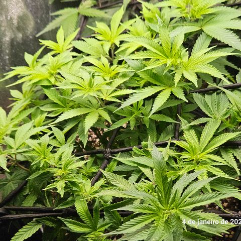 Clone 2 growlog timeline photo