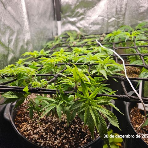 Clone 2 growlog photo: Ver podas top como ficaram