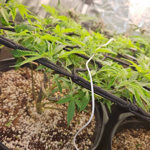 Clone 2 growlog photo: Clones 1 e 2