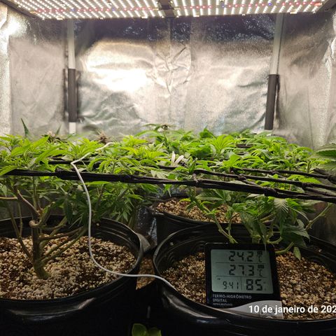 Clone 2 growlog photo: Clones 1 e 2