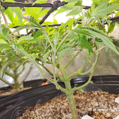 Clone 2 growlog photo: Clones 1 e 2