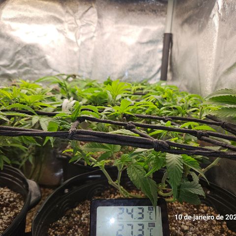Clone 2 growlog photo: Clones 1 e 2