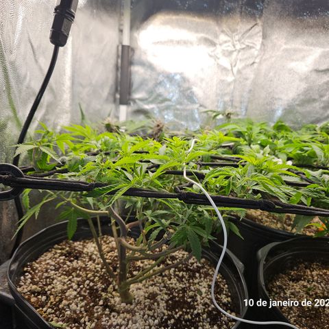 Clone 2 growlog photo: Clones 1 e 2
