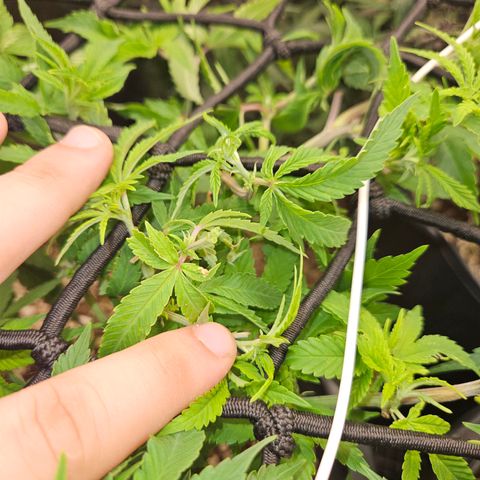 Clone 2 growlog photo: Poda fim, ver resultados