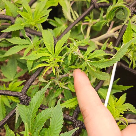 Clone 2 growlog photo: Poda fim, ver resultados