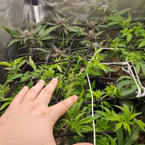 Clone 2 growlog photo: Poda fim, ver resultados