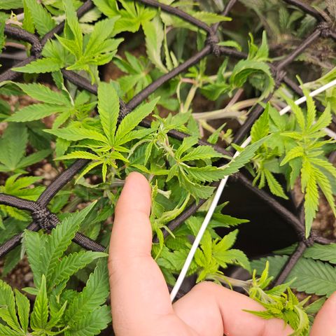 Clone 2 growlog photo: Poda fim, ver resultados