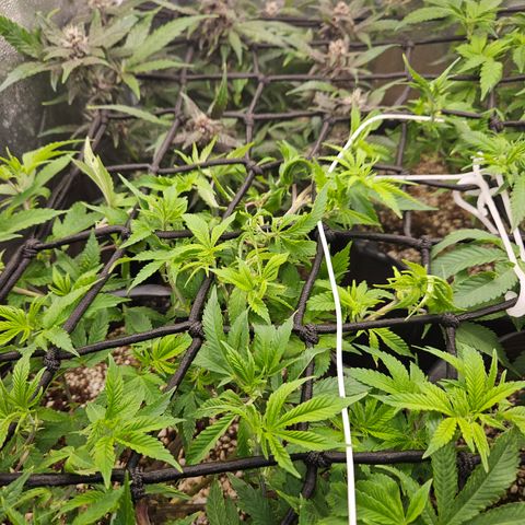 Clone 2 growlog photo: Poda fim, ver resultados