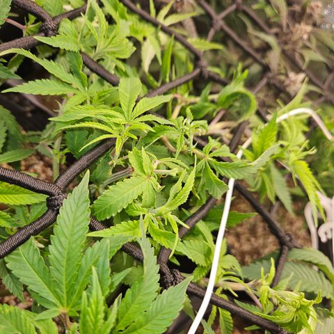 Clone 2 growlog photo: Poda fim, ver resultados