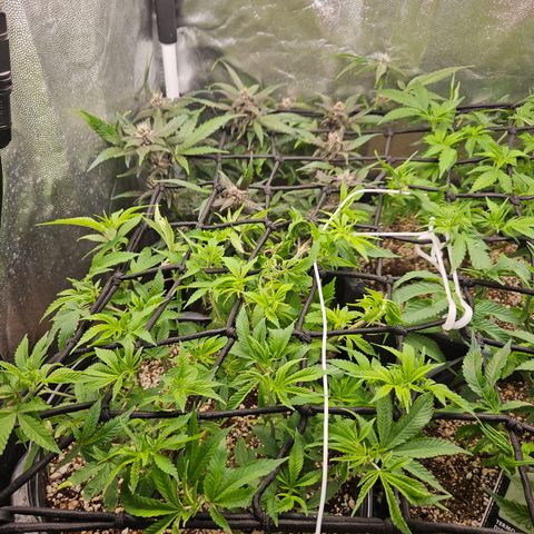 Clone 2 growlog photo: Poda fim, ver resultados