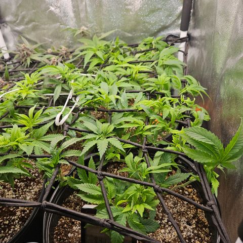 Clone 2 growlog photo: Clones 1 e 2