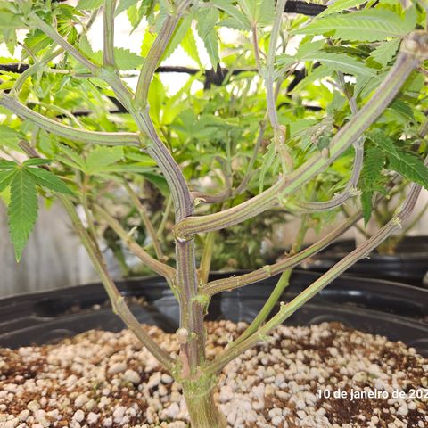 Clone 2 growlog photo: Clones 1 e 2