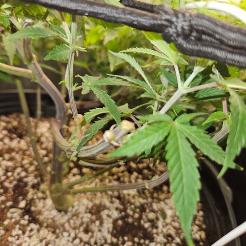 Clone 2 growlog photo: Clones 1 e 2