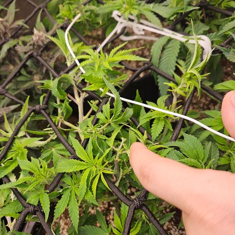 Clone 2 growlog photo: Poda fim, ver resultados
