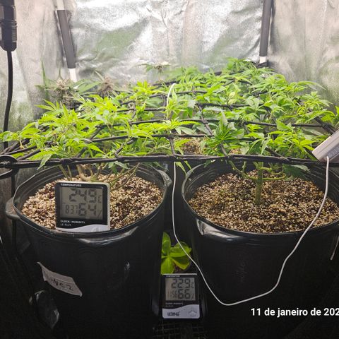Clone 2 growlog timeline photo