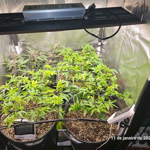 Clone 2 growlog timeline photo