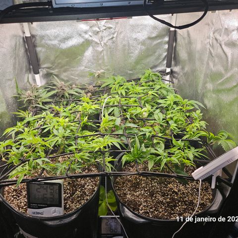 Clone 2 growlog timeline photo