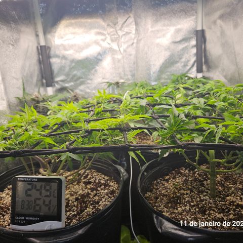 Clone 2 growlog timeline photo