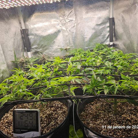 Clone 2 growlog timeline photo