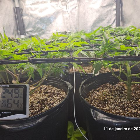 Clone 2 growlog timeline photo