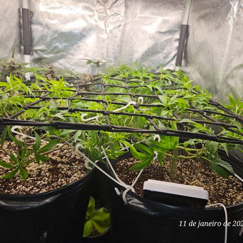 Clone 2 growlog timeline photo