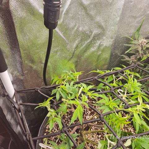 Clone 2 growlog timeline photo