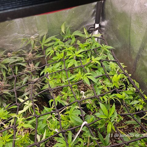Clone 2 growlog timeline photo
