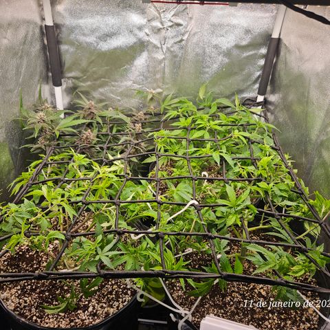 Clone 2 growlog timeline photo