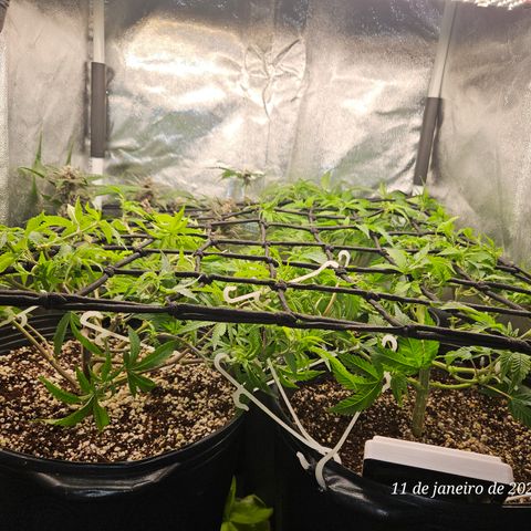 Clone 2 growlog timeline photo